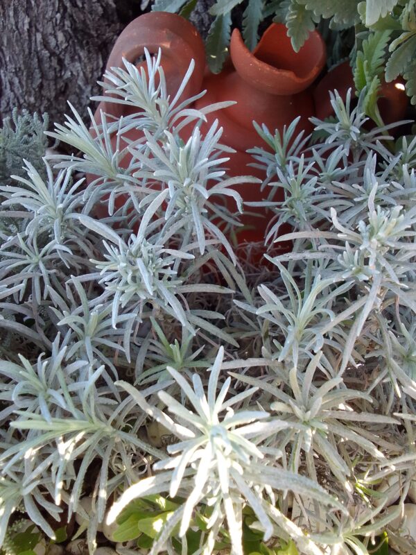 ELICRISO (Helichrysum italicum) pianta aromatica e officinale