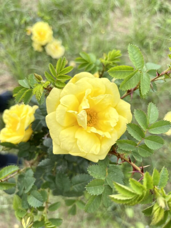 ROSA FOETIDA LUTEA rosa antica botanica cespuglio arbusto grande
