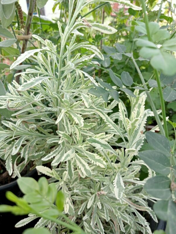 LAVANDA DENTATA VARIEGATA pianta aromatica e ornamentale