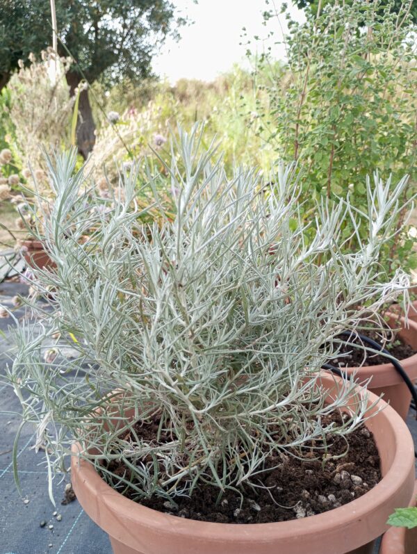 ELICRISO (Helichrysum italicum) pianta aromatica e officinale - immagine 2