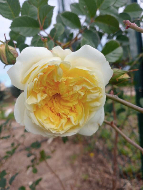 THE PILGRIM CLG rosa inglese David Austin rampicante - immagine 2