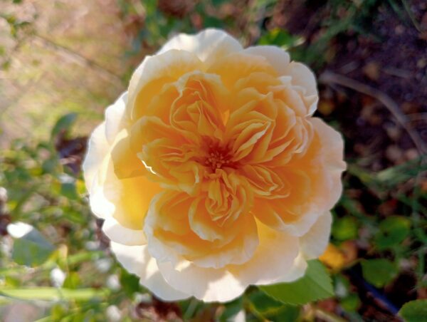 THE PILGRIM CLG rosa inglese David Austin rampicante