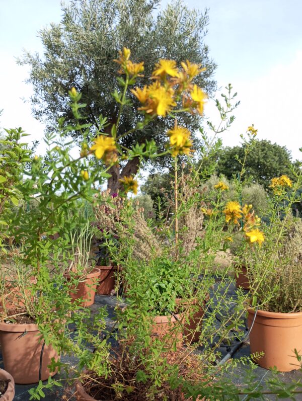 IPERICO (Hypericum perforatum) pianta aromatica e officinale